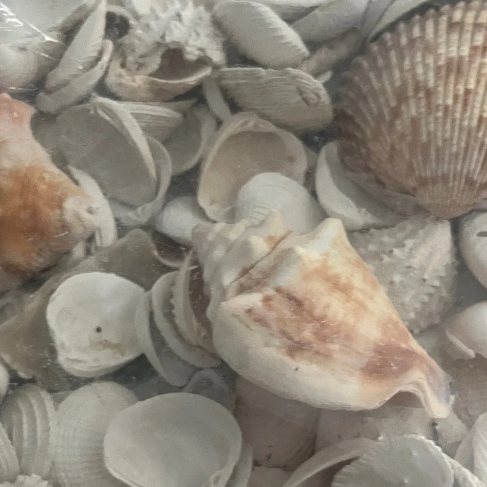 Hand Picked From the Beautiful Beaches of SWFL Decor,Crafting Natural Beauty